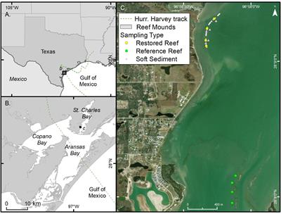 Dynamics of Restored and Natural Oyster Reefs After a Hurricane